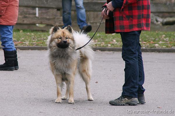 (Foto Goslar) Koerung Benno_14.03.2015_IMG_6764.png